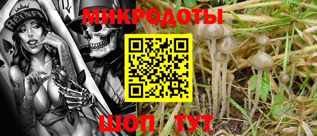 Псилоцибиновые грибы Psilocybe Ишимбай